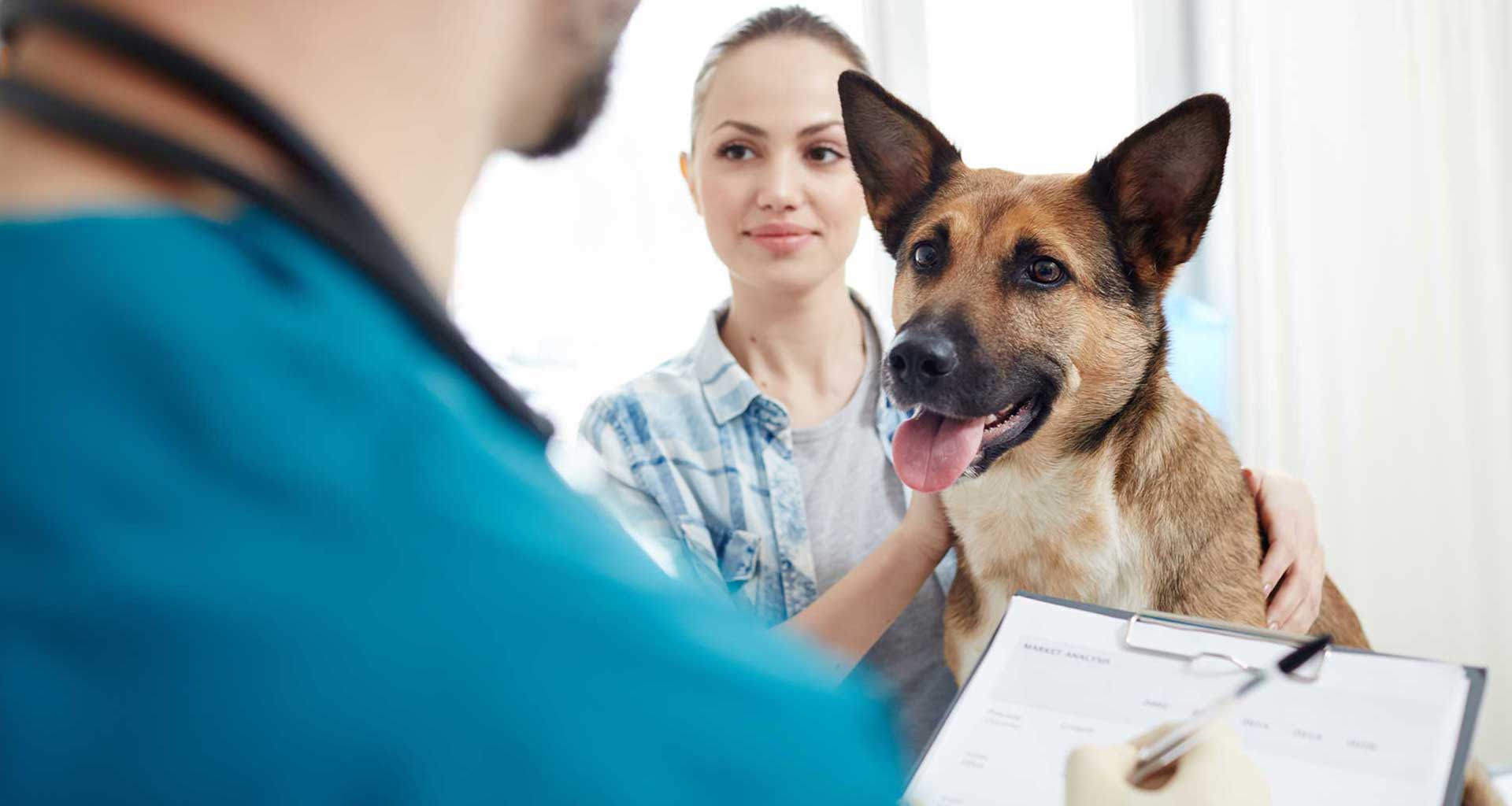 How to identify seasonal pet allergy symptoms